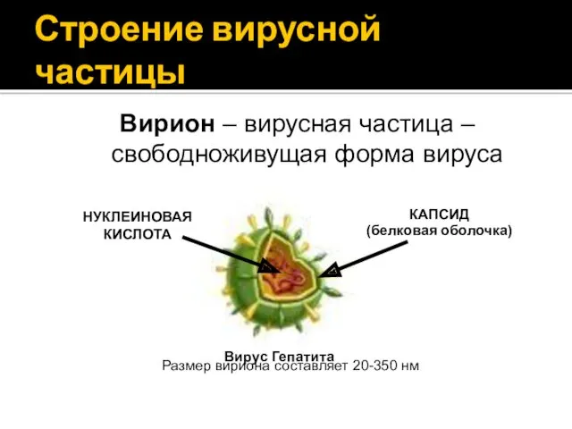 Строение вирусной частицы Вирион – вирусная частица – свободноживущая форма вируса Размер вириона составляет 20-350 нм