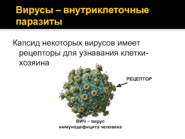 Вирусы – внутриклеточные паразиты Капсид некоторых вирусов имеет рецепторы для узнавания клетки-хозяина