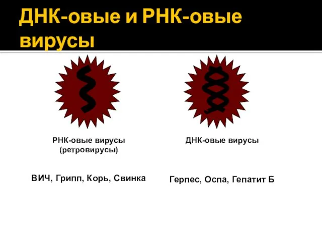 ДНК-овые и РНК-овые вирусы РНК-овые вирусы (ретровирусы) ВИЧ, Грипп, Корь,