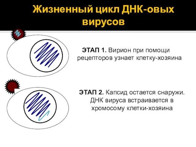 Жизненный цикл ДНК-овых вирусов ЭТАП 1. Вирион при помощи рецепторов узнает клетку-хозяина