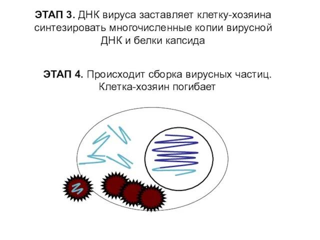 ЭТАП 3. ДНК вируса заставляет клетку-хозяина синтезировать многочисленные копии вирусной