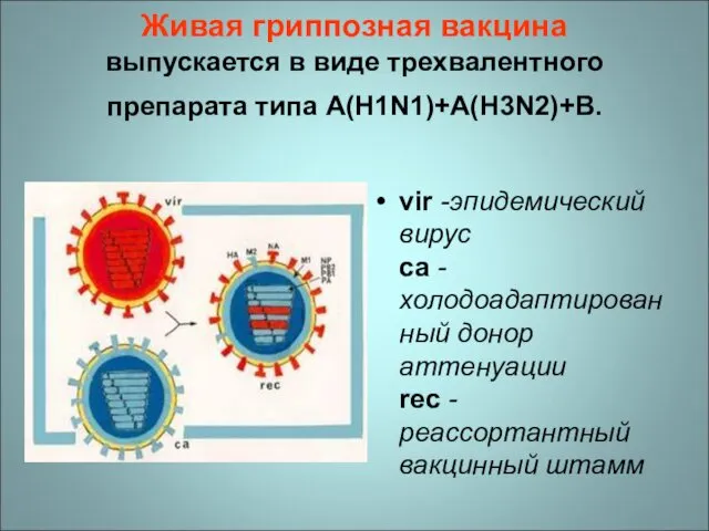 Живая гриппозная вакцина выпускается в виде трехвалентного препарата типа A(H1N1)+A(H3N2)+B. vir -эпидемический вирус