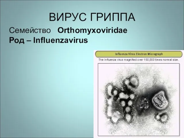 ВИРУС ГРИППА Семейство Orthomyxoviridae Род – Influenzavirus