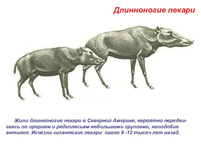 Жили длинноногие пекари в Северной Америке, вероятно передви-гаясь по прериям