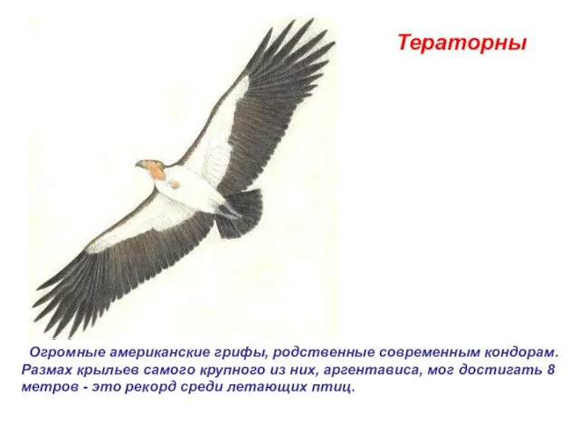 Тераторны Огромные американские грифы, родственные современным кондорам. Размах крыльев самого