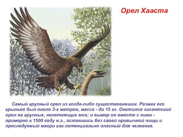 Орел Хааста Самый крупный орел из когда-либо существовавших. Размах его