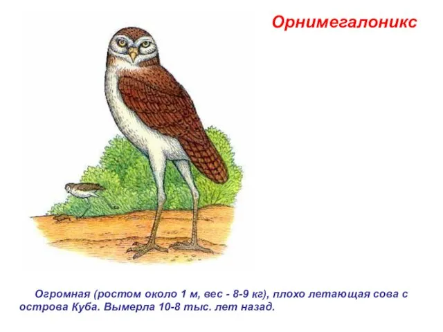 Орнимегалоникс Огромная (ростом около 1 м, вес - 8-9 кг),