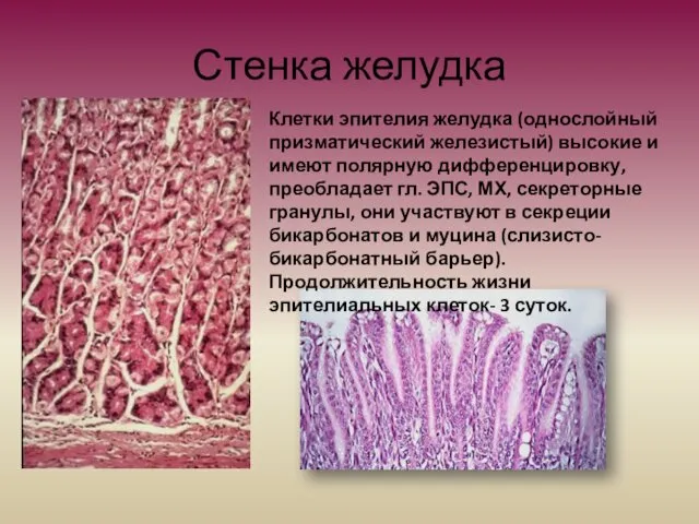 Стенка желудка Клетки эпителия желудка (однослойный призматический железистый) высокие и