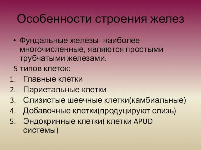 Особенности строения желез Фундальные железы- наиболее многочисленные, являются простыми трубчатыми