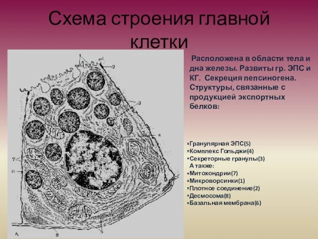 Схема строения главной клетки Расположена в области тела и дна