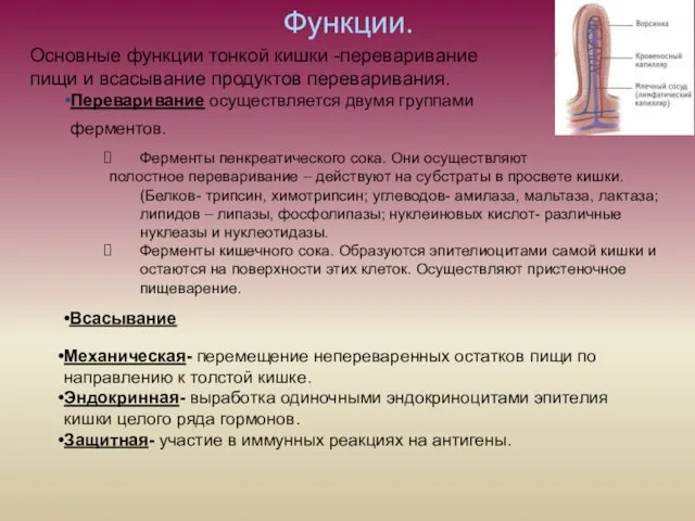 Функции. Основные функции тонкой кишки -переваривание пищи и всасывание продуктов