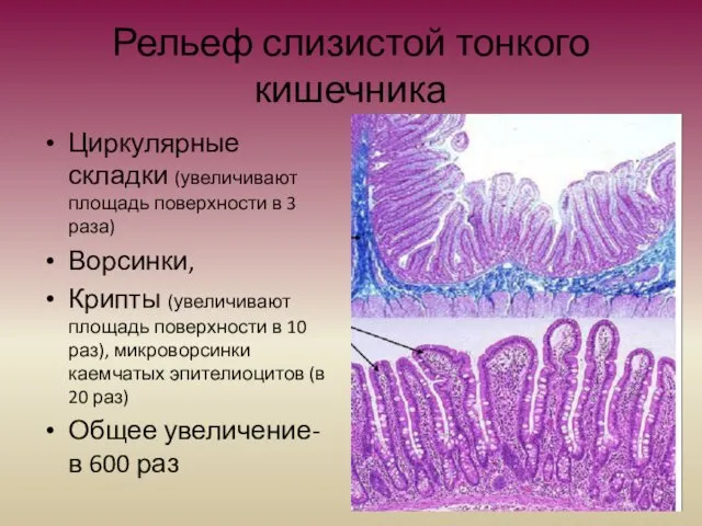 Рельеф слизистой тонкого кишечника Циркулярные складки (увеличивают площадь поверхности в