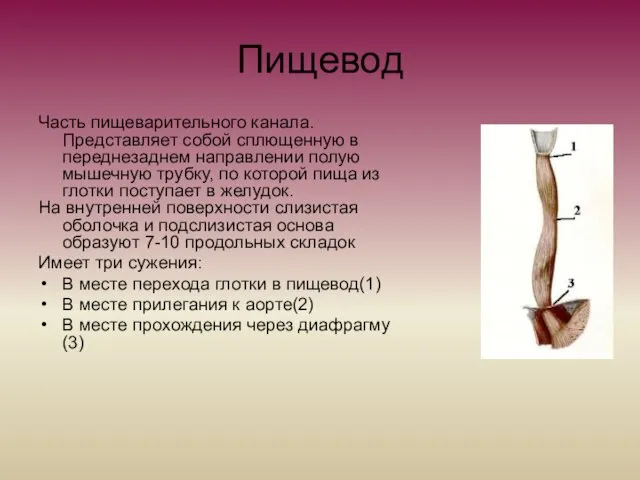 Пищевод Часть пищеварительного канала. Представляет собой сплющенную в переднезаднем направлении