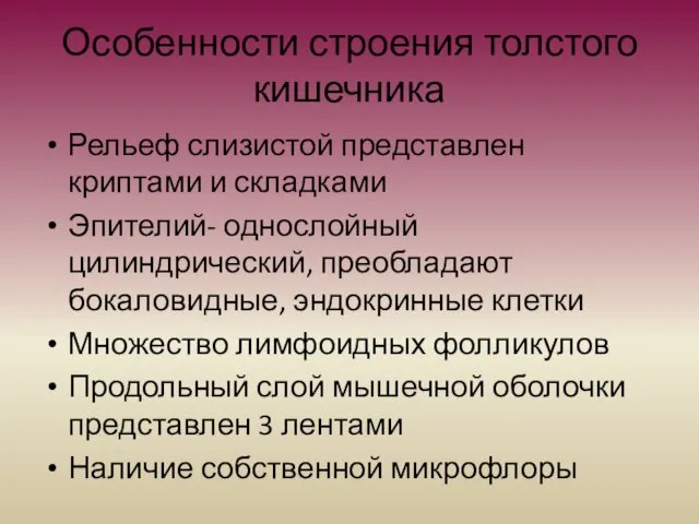 Особенности строения толстого кишечника Рельеф слизистой представлен криптами и складками