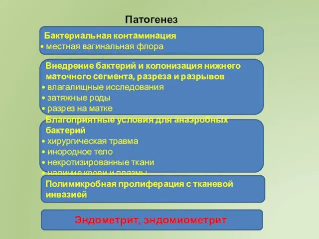 Патогенез Бактериальная контаминация местная вагинальная флора Внедрение бактерий и колонизация