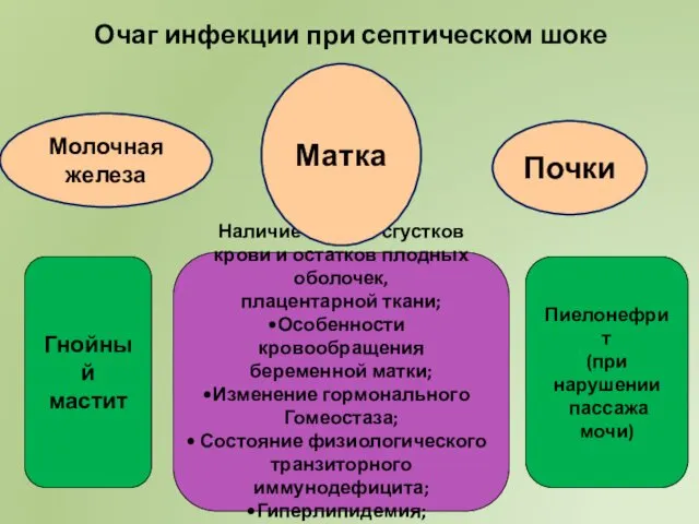 Очаг инфекции при септическом шоке Наличие в матке сгустков крови