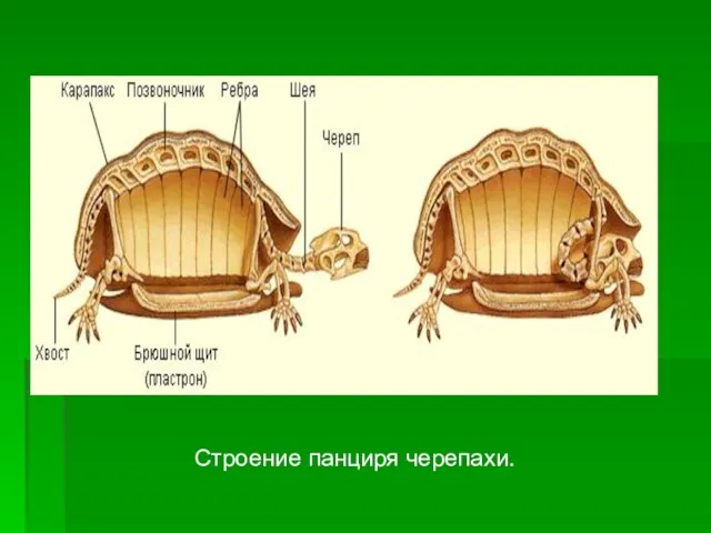 Строение панциря черепахи.