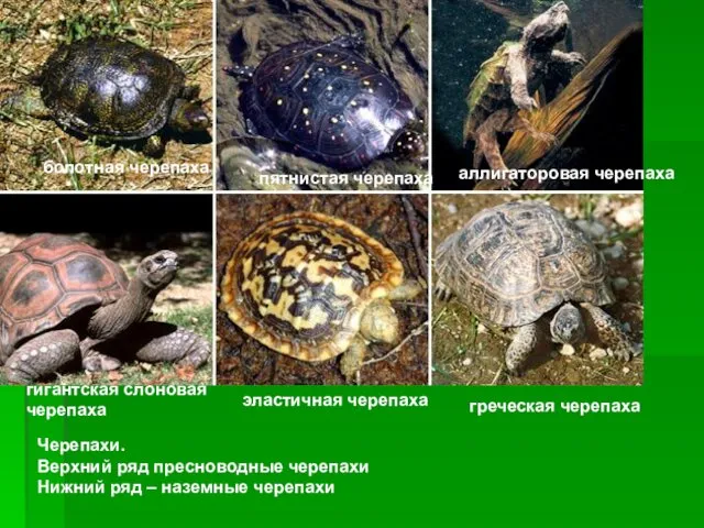 Черепахи. Верхний ряд пресноводные черепахи Нижний ряд – наземные черепахи