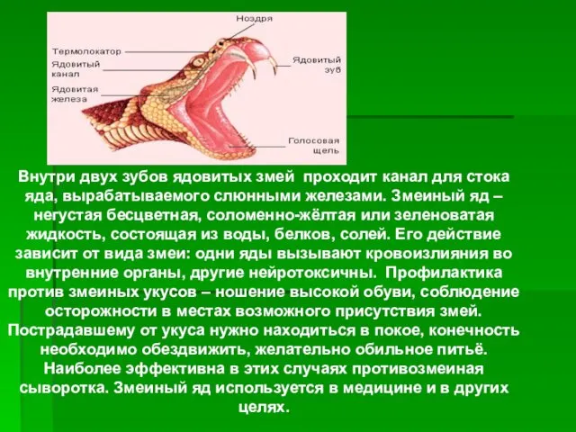 Внутри двух зубов ядовитых змей проходит канал для стока яда,