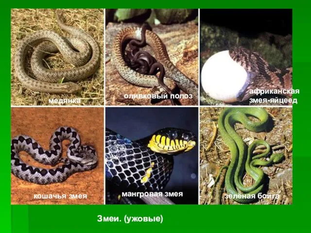 Змеи. (ужовые) медянка оливковый полоз африканская змея-яйцеед кошачья змея мангровая змея зелёная бойга