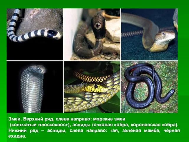 Змеи. Верхний ряд, слева направо: морские змеи (кольчатый плоскохвост), аспиды (очковая кобра, королевская