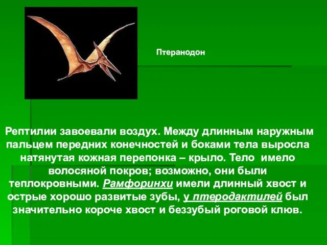 Рептилии завоевали воздух. Между длинным наружным пальцем передних конечностей и