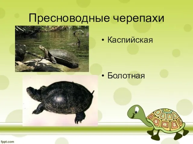 Пресноводные черепахи Каспийская Болотная