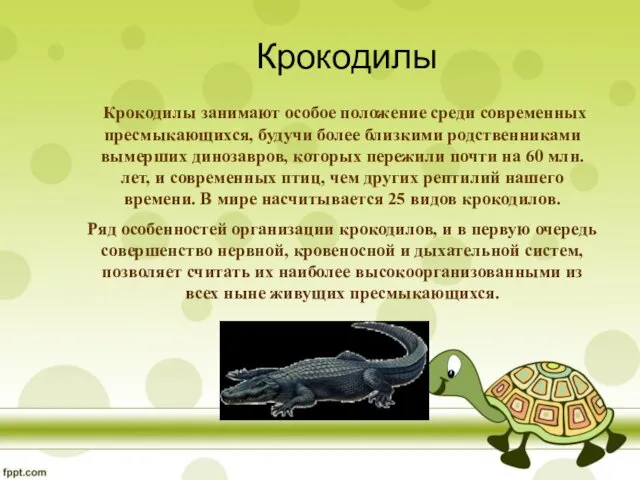 Крокодилы Крокодилы занимают особое положение среди современных пресмыкающихся, будучи более