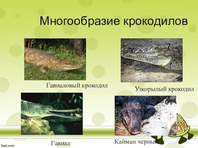 Многообразие крокодилов Кайман черный Узкорылый крокодил Гавиал Гавиаловый крокодил