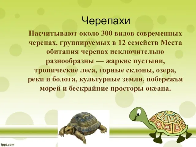 Черепахи Насчитывают около 300 видов современных черепах, группируемых в 12