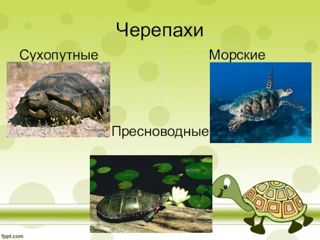 Черепахи Сухопутные Морские Морские Пресноводные