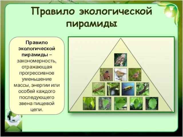 Правило экологической пирамиды Правило экологической пирамиды – закономерность, отражающая прогрессивное уменьшение массы, энергии