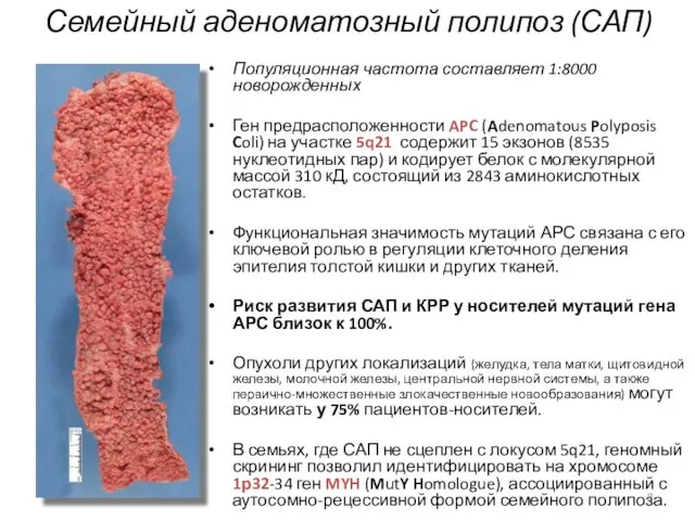 Семейный аденоматозный полипоз (САП) Популяционная частота составляет 1:8000 новорожденных Ген предрасположенности APC (Adenomatous