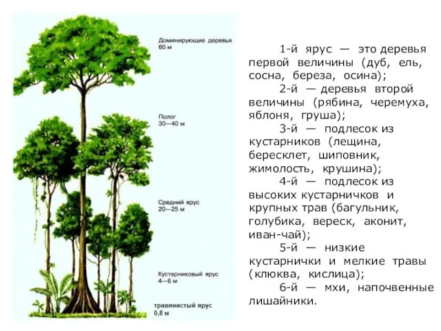 1-й ярус — это деревья первой величины (дуб, ель, сосна,