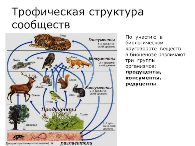 Трофическая структура сообществ По участию в биологическом круговороте веществ в