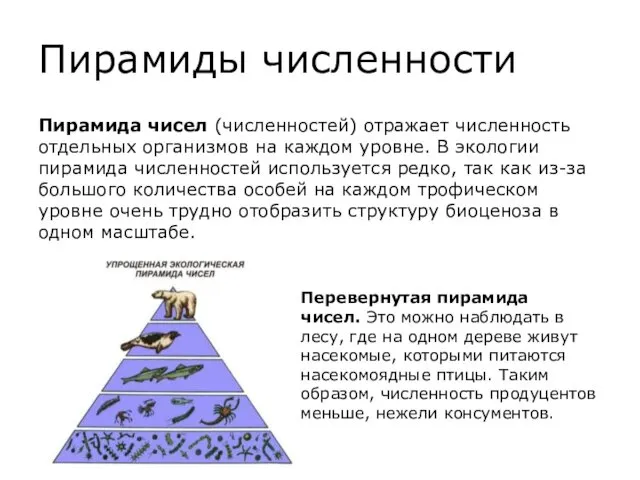Пирамиды численности Пирамида чисел (численностей) отражает численность отдельных организмов на
