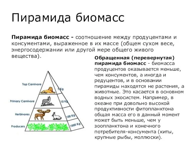 Пирамида биомасс Пирамида биомасс - соотношение между продуцентами и консументами,