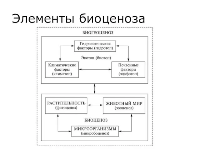 Элементы биоценоза