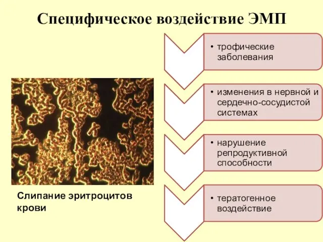 Специфическое воздействие ЭМП Слипание эритроцитов крови