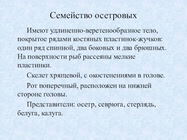 Семейство осетровых Имеют удлиненно-веретенообразное тело, покрытое рядами костяных пластинок-жучков: один