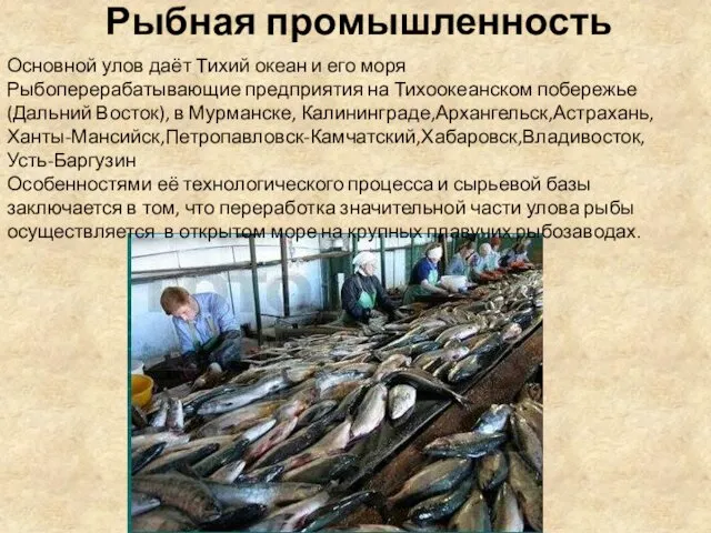Рыбная промышленность Основной улов даёт Тихий океан и его моря