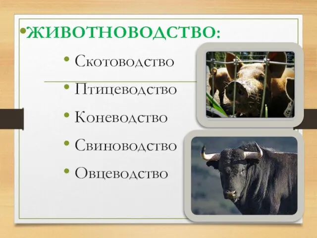 ЖИВОТНОВОДСТВО: Скотоводство Птицеводство Коневодство Свиноводство Овцеводство