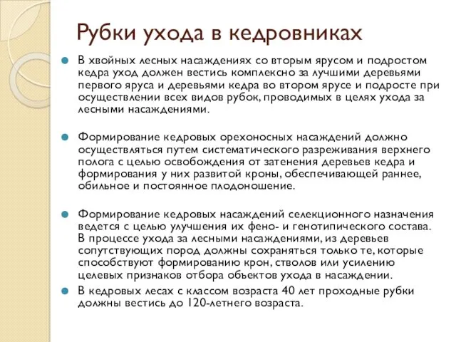 Рубки ухода в кедровниках В хвойных лесных насаждениях со вторым