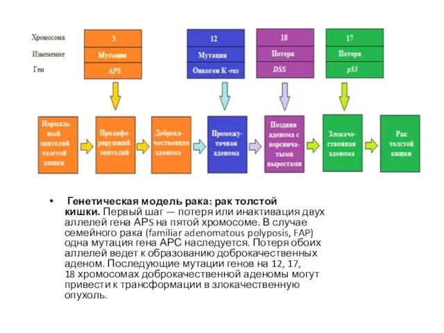 Генетическая модель рака: рак толстой кишки. Первый шаг — потеря