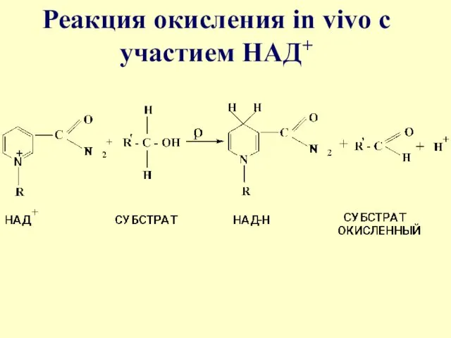 Реакция окисления in vivo с участием НАД+