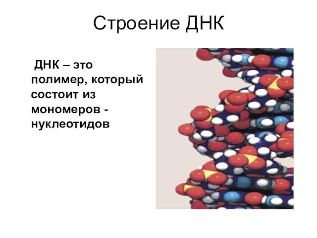 Строение ДНК ДНК – это полимер, который состоит из мономеров - нуклеотидов