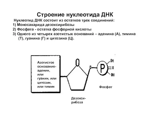 Строение нуклеотида ДНК Нуклеотид ДНК состоит из остатков трех соединений: