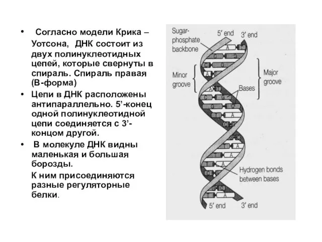 Согласно модели Крика –Уотсона, ДНК состоит из двух полинуклеотидных цепей,
