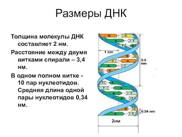 Размеры ДНК Толщина молекулы ДНК составляет 2 нм. Расстояние между