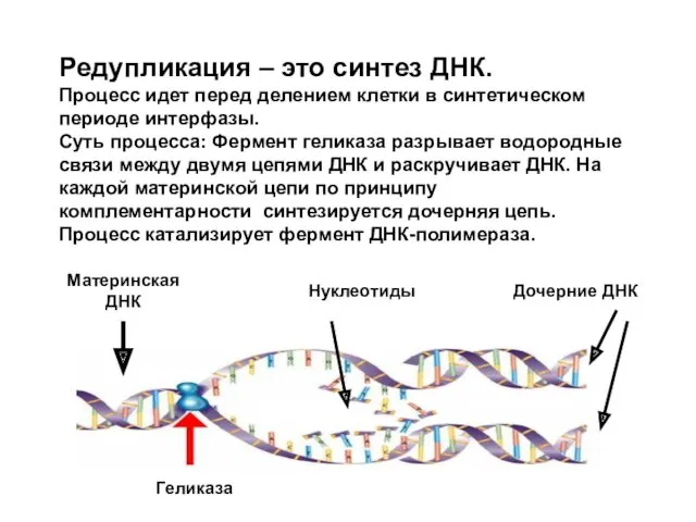 Редупликация – это синтез ДНК. Процесс идет перед делением клетки